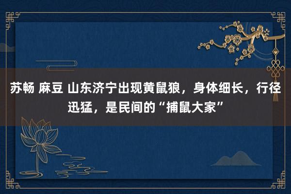 苏畅 麻豆 山东济宁出现黄鼠狼，身体细长，行径迅猛，是民间的“捕鼠大家”
